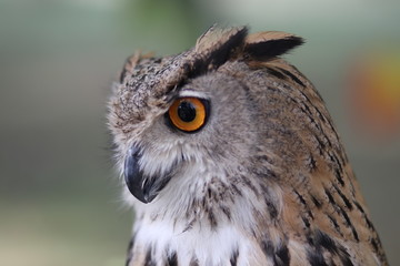 portrait of an owl