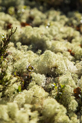 A beautiful light green lichen blanket on a forest floor. Autumn scenery in Norway woods. Soft, fluffy ground.