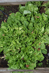 Details of salad lettuce in raised bed