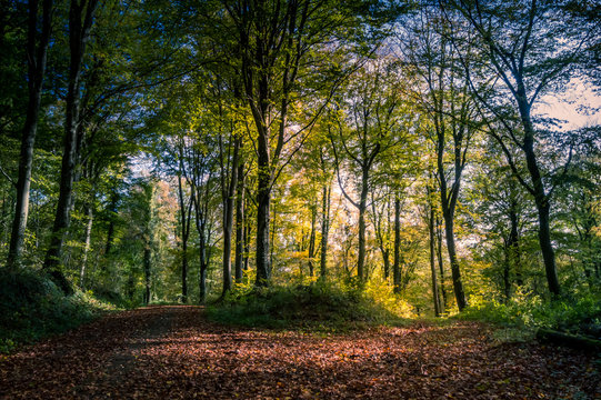 Fototapeta Autumnal trail surrounded by trees
