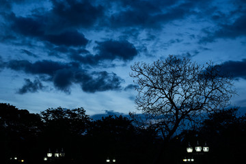 landscape of park or garden in the sunset time with silhouette scene of branches tree and dramatic cloudy on the night sky and electric lighting post on the ground