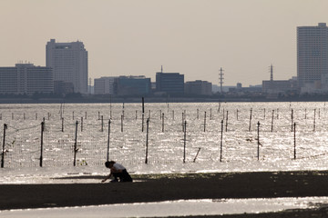 afternoon of autumn at seaside park / Sanbanse Seaside Park in Funabashi City, Chiba Prefecture,Japan