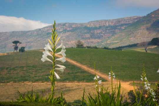 Spring time in Cape Town, South Africa.  Watsonia flowers with a background of vineyards and mountains.