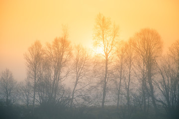 A beautiful misty morning in the central Norway. Colorful autumn landscape with mist. Calm, tranquil feeling.