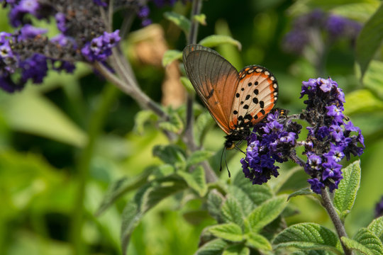 Garden Acraea butterfly on a purple heliotrope flower in spring, Cape Town, South Africa