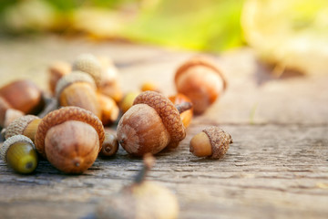 Acorns on wooden surface
