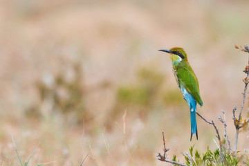 Attractive bird, Swallow-tailed bee-eater, Merops hirundineus perched on twig  looking for insects in arid Kalahari savanna. Nomadic african bird.  Kgalagadi transfrontier park, Botswana.