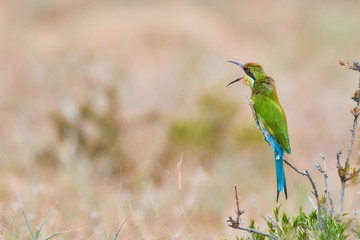 Attractive bird, Swallow-tailed bee-eater, Merops hirundineus perched on twig with fully opened beak against arid savanna. Nomadic african bird.  Kgalagadi transfrontier park, Botswana.