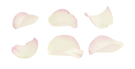 Obraz premium Zestaw białych i różowych płatków róż
