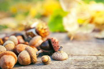 Fresh acorns on wooden surface
