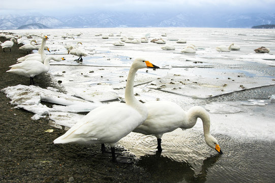 屈斜路湖の白鳥（北海道・砂湯）