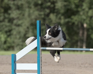 Border Collie jumps over an agility hurdle in agility competition
