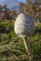 Low perspective shot of young Parasol mushroom (Macrolepiota Procera) with alpine landscape as background.