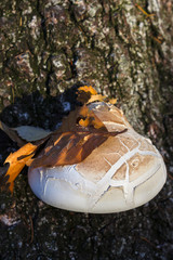 Piptoporus betulinus (Birch Polypore) and a fallen leaf in autumn colors on top of it. This mushroom is known for its medicinal properties.