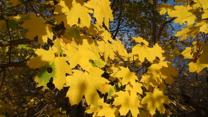 the golden autumn in Ukraine.