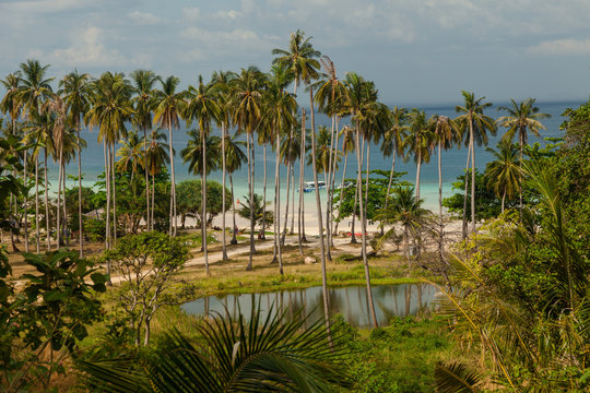 Thailand, Phi Phi island. Palm tree leaves over luxury beach.