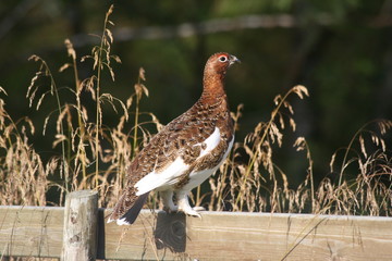 Grouse