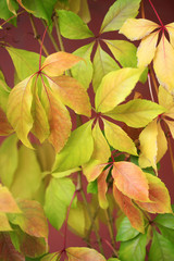 Fototapeta na wymiar fall colorful leaves