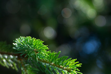  spruce trees wallpaper blurry bokeh © lms_lms