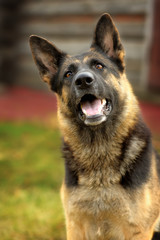 German shepherd working dilution rests on obedience on the background of wooden frame. Sunny day. Portrait funny dog