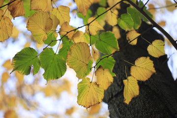fall colorful leaves