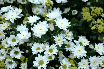 White daisy flowers (Bellis Perennis) in the garden © cocorattanakorn