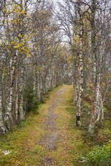 A beautiful hiking path through an autumn forest in Norway. Fall scenery in forest. Beautiful autumn landscape.