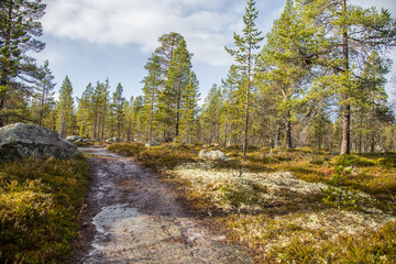 Fototapeta na wymiar A beautiful hiking path through an autumn forest in Norway. Fall scenery in forest. Beautiful autumn landscape.