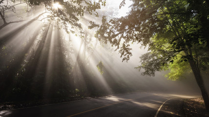 Obraz premium Landscape of rays through road and forest