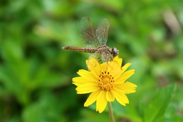 diasy flower in nature