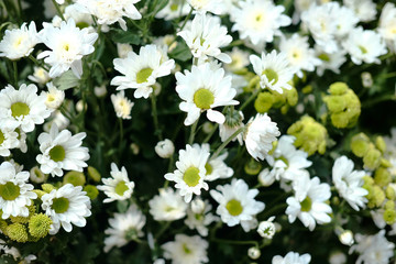 Naklejka na ściany i meble White daisy flowers (Bellis Perennis) in the garden