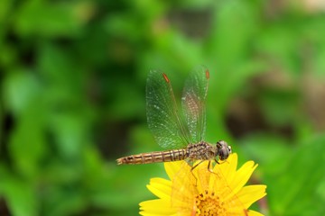 diasy flower in nature