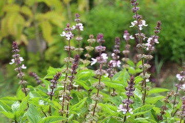 Basil plant in nature
