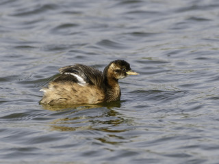 Little Grebe Swimming  