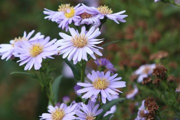 Fototapeta premium diasy flower in nature