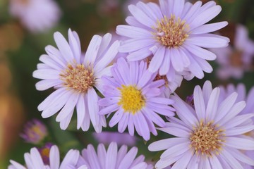 Obraz premium diasy flower in nature