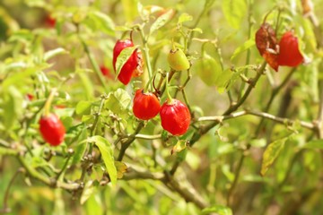 Brazil peppers in nature