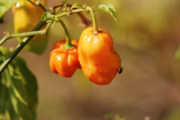 Brazil peppers in nature