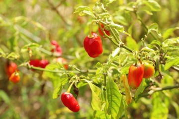 Obraz premium Brazil peppers in nature