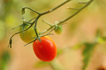 Branches of cherry tomato