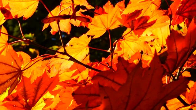 Slowly panning around autumn leaves backlit by the sunrise on a bright day