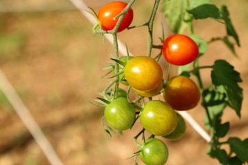 Branches of cherry tomato