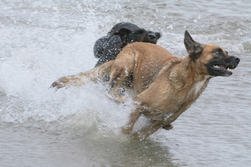 Cachorros Brincando na Água