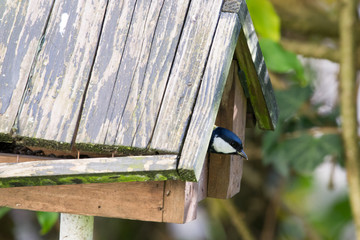 Great tit in  a bird house
