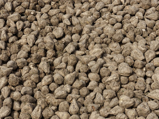 Zuckerrüben-Miete am Rand des Feldes