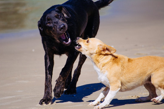 Cachorros Brigando
