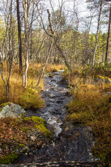A beautiful river flowing through the Norwegian forest in autumn. Colorful landscape of fall.