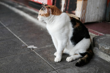 White cat lying on the concrete floor. Pet on the street. Homeless animal. 