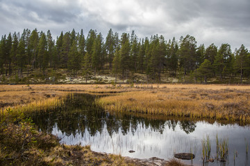 A beautiful river flowing through the Norwegian forest in autumn. Colorful landscape of fall.
