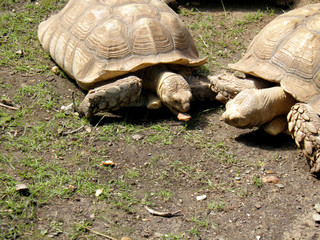 Obraz premium Tortue géante animal mer 